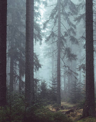 Fensterrollo innen in der Ausführung Wald bei Nacht