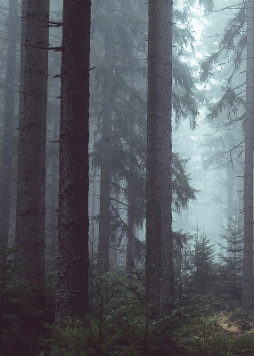 Fensterrollo innen in der Ausführung Wald bei Nacht