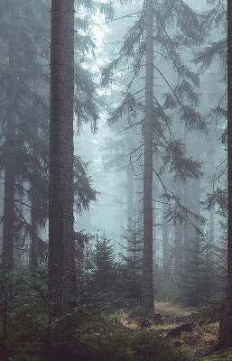 Fensterrollo innen in der Ausführung Wald bei Nacht