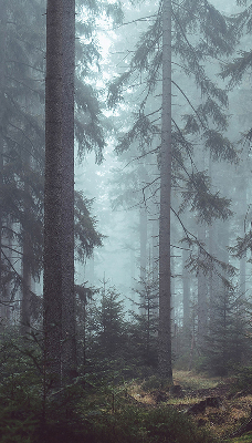 Fensterrollo innen in der Ausführung Wald bei Nacht
