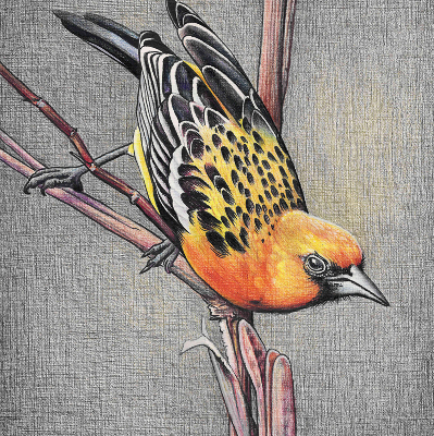 Rollo Fenster mit Motiv eines Vogels auf einem Ast
