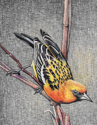 Rollo Fenster mit Motiv eines Vogels auf einem Ast