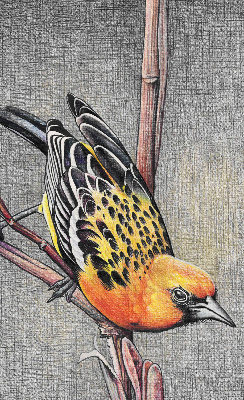 Rollo Fenster mit Motiv eines Vogels auf einem Ast