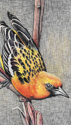 Rollo Fenster mit Motiv eines Vogels auf einem Ast