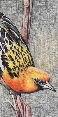 Rollo Fenster mit Motiv eines Vogels auf einem Ast