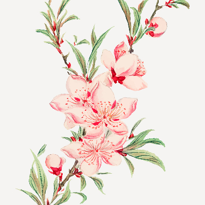 Fensterrollo in Rosa mit Blumenmotiv