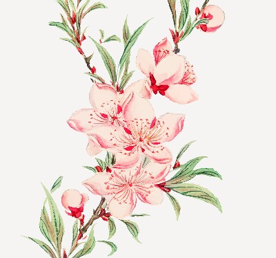 Fensterrollo in Rosa mit Blumenmotiv