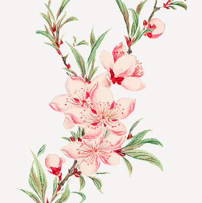 Fensterrollo in Rosa mit Blumenmotiv