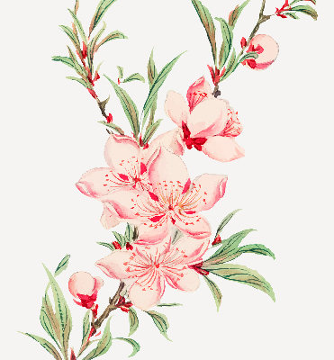 Fensterrollo in Rosa mit Blumenmotiv