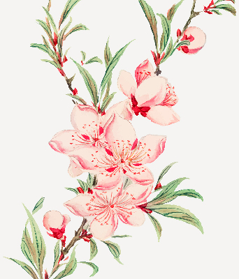 Fensterrollo in Rosa mit Blumenmotiv