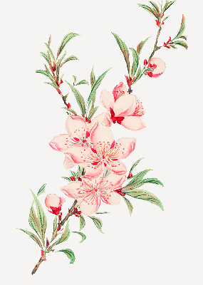 Fensterrollo in Rosa mit Blumenmotiv