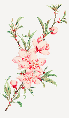 Fensterrollo in Rosa mit Blumenmotiv