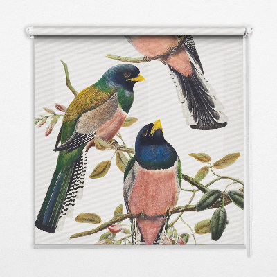Fenster Rollo innen mit Vögel auf den Zweigen