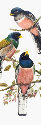 Fenster Rollo innen mit Vögel auf den Zweigen