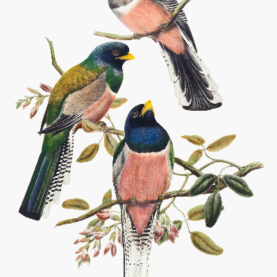 Fenster Rollo innen mit Vögel auf den Zweigen