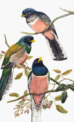 Fenster Rollo innen mit Vögel auf den Zweigen