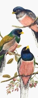 Fenster Rollo innen mit Vögel auf den Zweigen