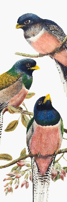 Fenster Rollo innen mit Vögel auf den Zweigen