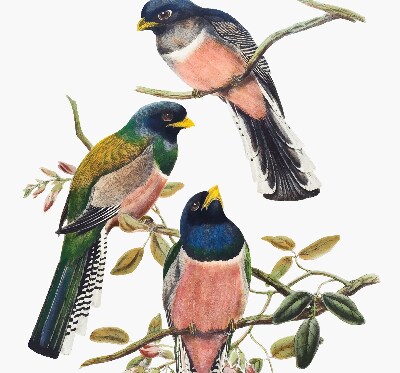 Fenster Rollo innen mit Vögel auf den Zweigen