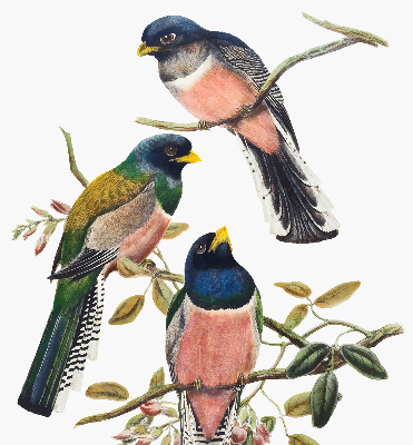 Fenster Rollo innen mit Vögel auf den Zweigen