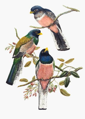 Fenster Rollo innen mit Vögel auf den Zweigen