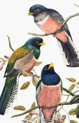 Fenster Rollo innen mit Vögel auf den Zweigen