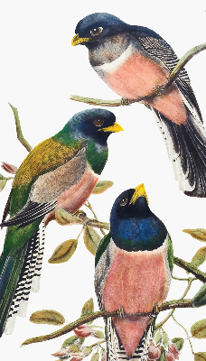 Fenster Rollo innen mit Vögel auf den Zweigen