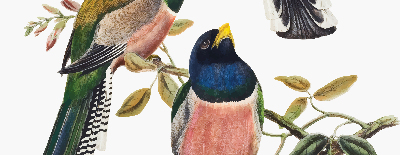 Fenster Rollo innen mit Vögel auf den Zweigen