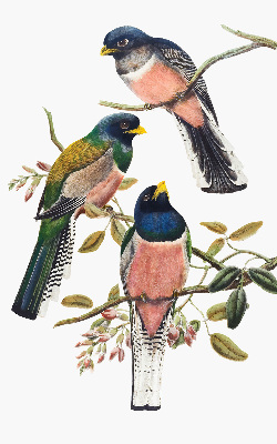 Fenster Rollo innen mit Vögel auf den Zweigen