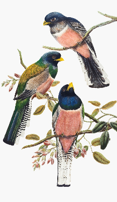 Fenster Rollo innen mit Vögel auf den Zweigen
