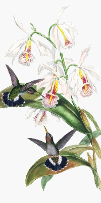 Rollo Fenster mit Vögeln auf einer Blume
