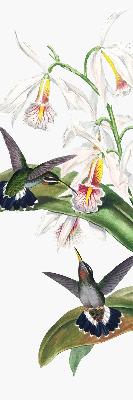 Rollo Fenster mit Vögeln auf einer Blume