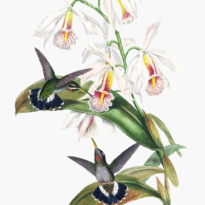 Rollo Fenster mit Vögeln auf einer Blume
