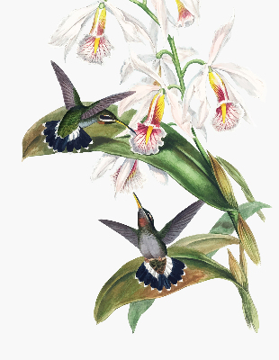 Rollo Fenster mit Vögeln auf einer Blume