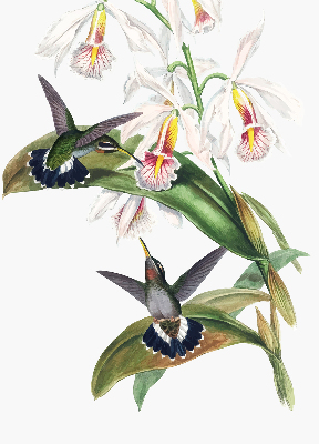 Rollo Fenster mit Vögeln auf einer Blume