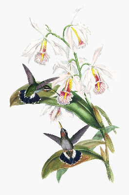 Rollo Fenster mit Vögeln auf einer Blume