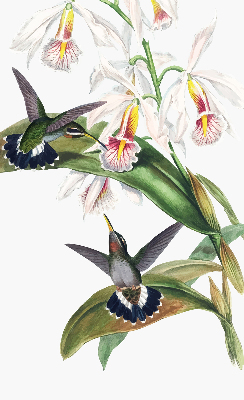 Rollo Fenster mit Vögeln auf einer Blume