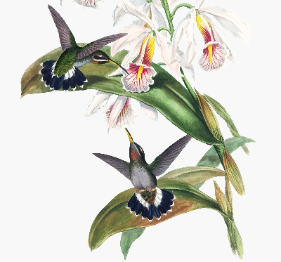 Rollo Fenster mit Vögeln auf einer Blume