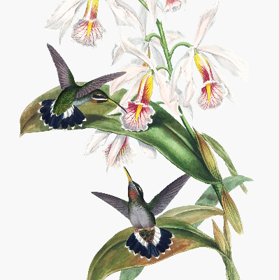 Rollo Fenster mit Vögeln auf einer Blume