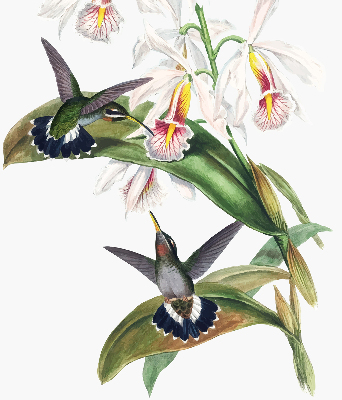 Rollo Fenster mit Vögeln auf einer Blume