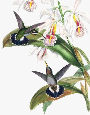 Rollo Fenster mit Vögeln auf einer Blume