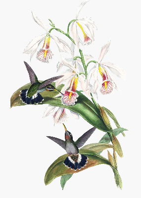 Rollo Fenster mit Vögeln auf einer Blume