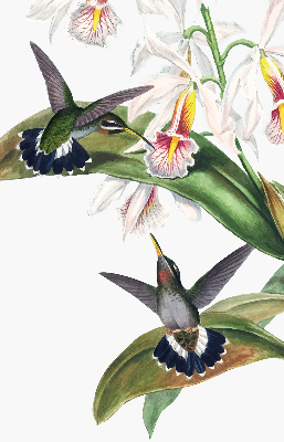 Rollo Fenster mit Vögeln auf einer Blume