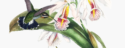 Rollo Fenster mit Vögeln auf einer Blume