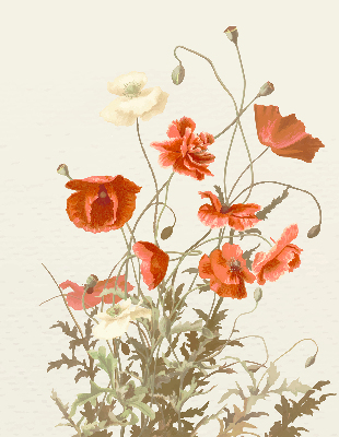 Rollo Fenster mit Mohnblumen