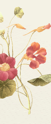 Fensterrollo in der Ausführung Blume