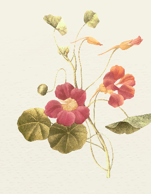 Fensterrollo in der Ausführung Blume