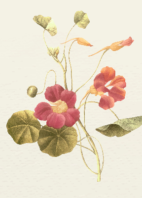 Fensterrollo in der Ausführung Blume
