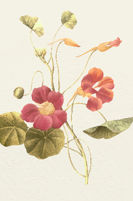 Fensterrollo in der Ausführung Blume
