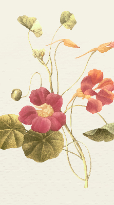 Fensterrollo in der Ausführung Blume